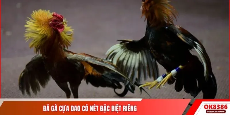 Đá gà cựa dao có nét đặc biệt riêng