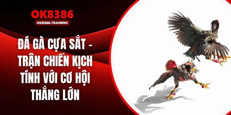 Đá Gà Cựa Sắt – Trận Chiến Kịch Tính Với Cơ Hội Thắng Lớn