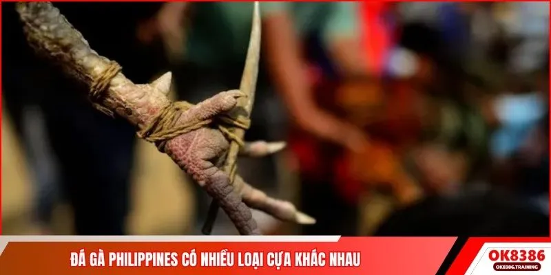 Đá gà Philippines có nhiều loại cựa khác nhau