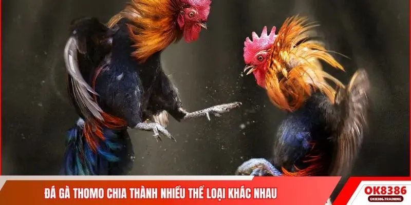 Đá gà Thomo chia thành nhiều thể loại khác nhau