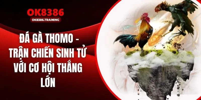 Đá Gà Thomo – Trận Chiến Sinh Tử Với Cơ Hội Thắng Lớn