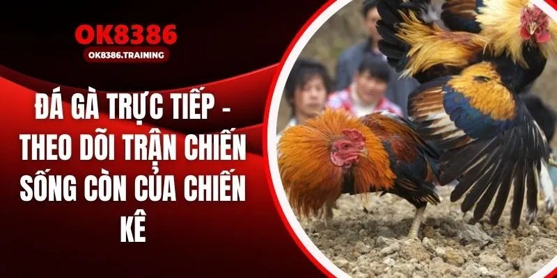 Đá Gà Trực Tiếp – Theo Dõi Trận Chiến Sống Còn Của Chiến Kê