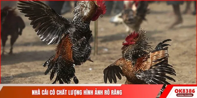 Nhà cái có chất lượng hình ảnh rõ ràng