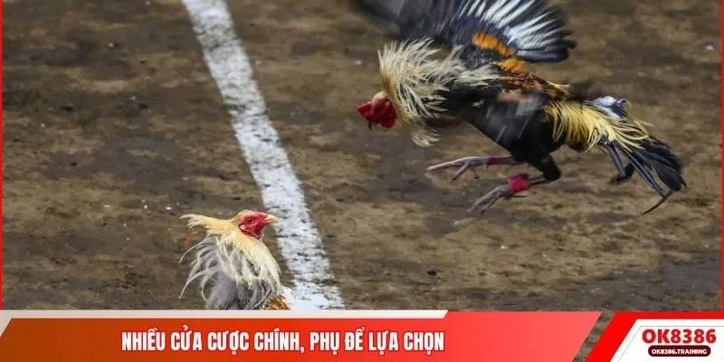 Nhiều cửa cược chính, phụ để lựa chọn