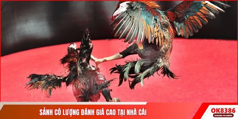 Sảnh có lượng đánh giá cao tại nhà cái