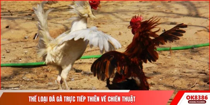 Thể loại đá gà trực tiếp thiên về chiến thuật